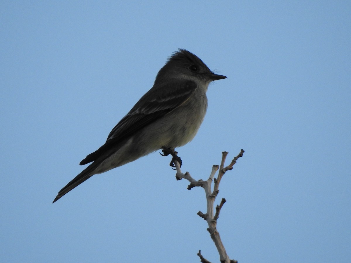 Western Wood-Pewee - ML644125002