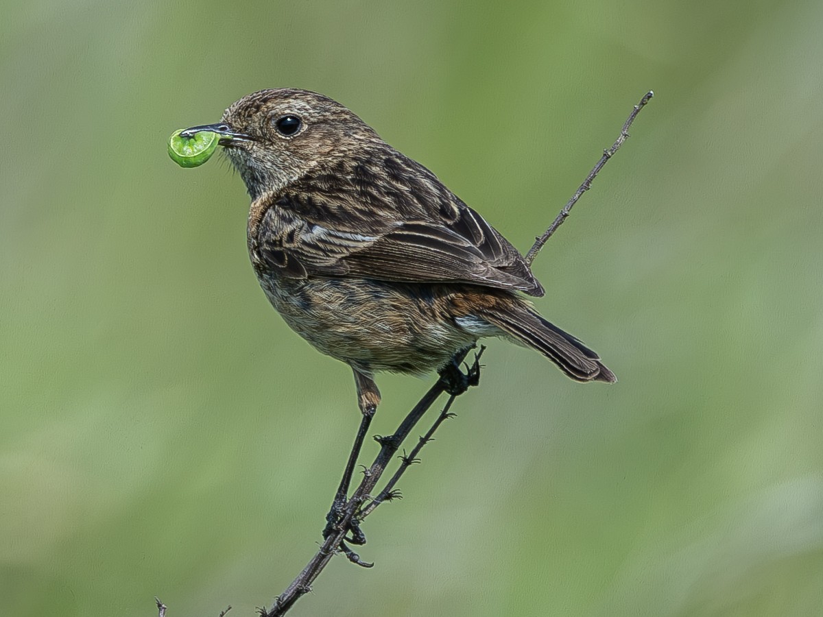 European Stonechat - ML644125008