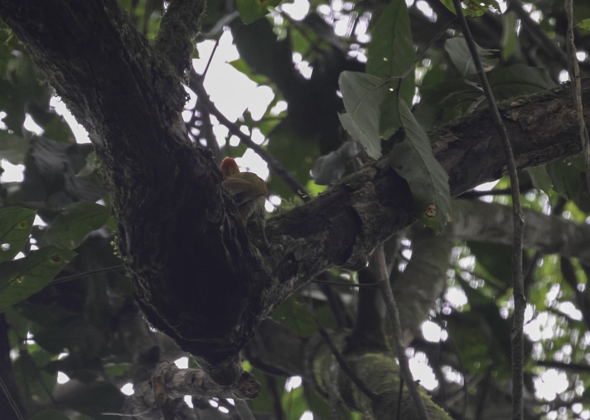 Yellow-throated Woodpecker - ML644125009