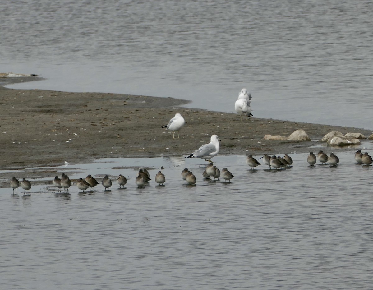 langnebbekkasinsnipe - ML644125016