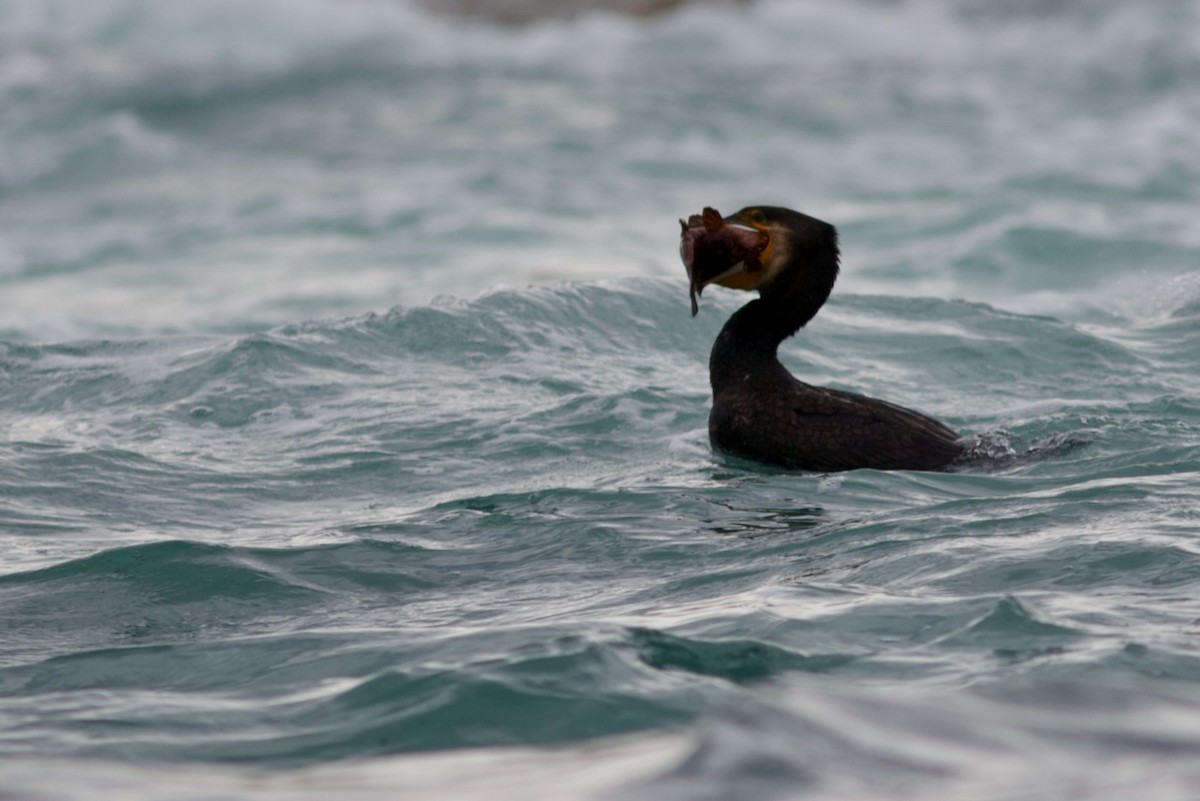 Great Cormorant - ML644125023