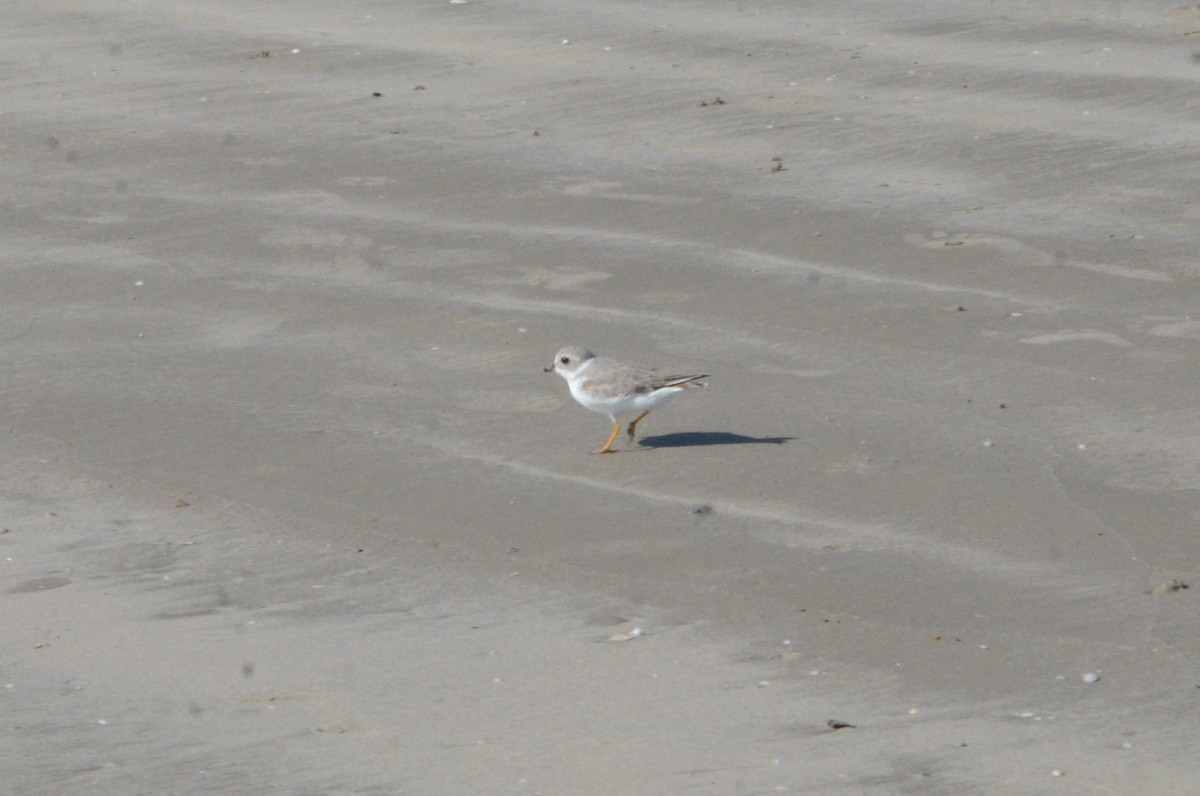 Piping Plover - ML644125027