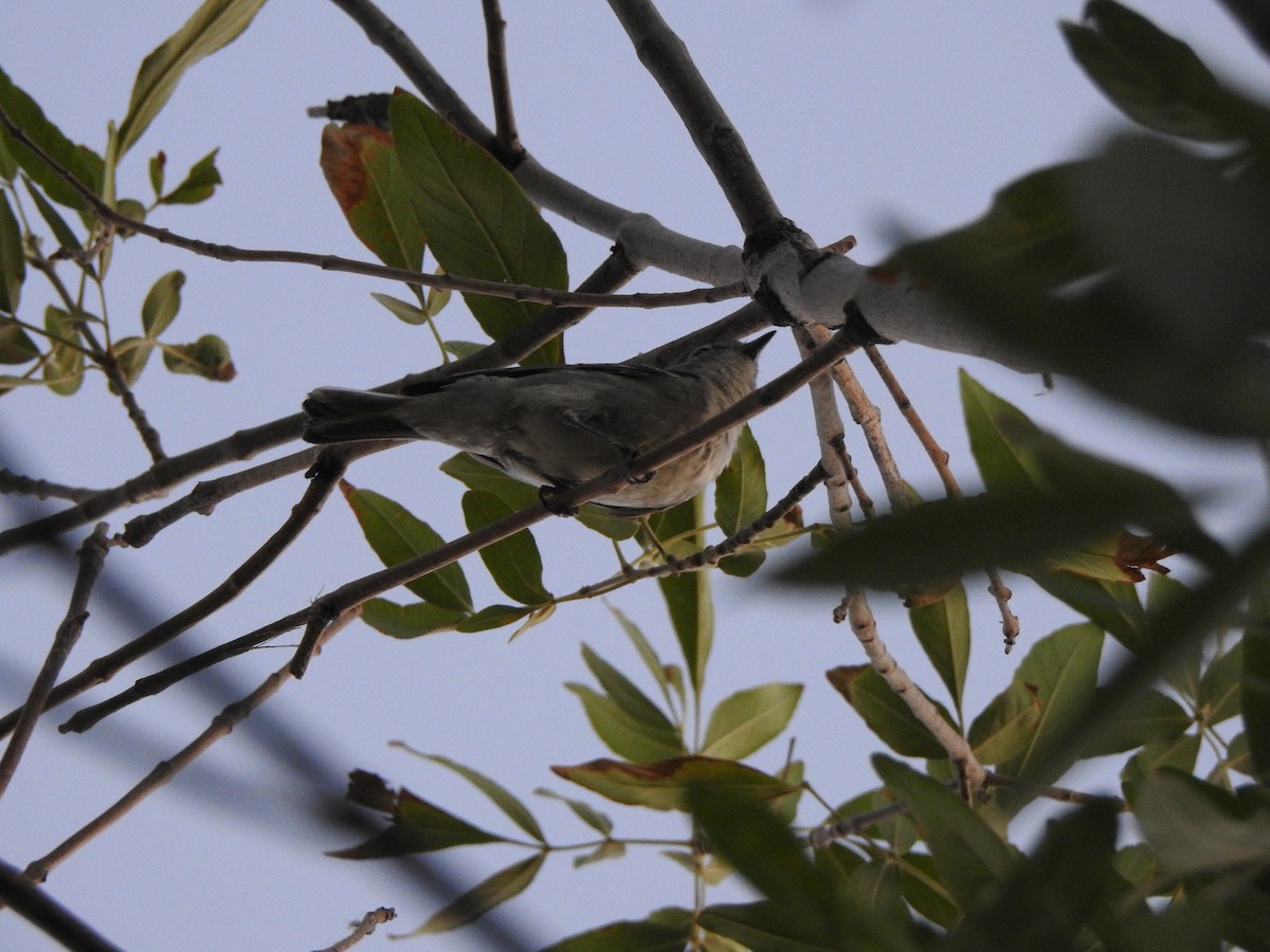 Plumbeous Vireo - ML644125030