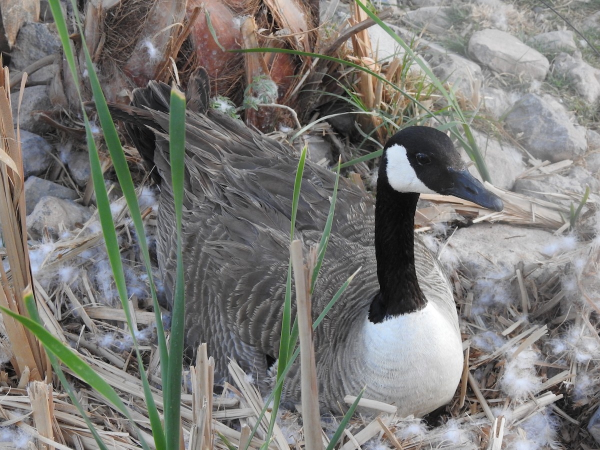 Canada Goose - ML644125042