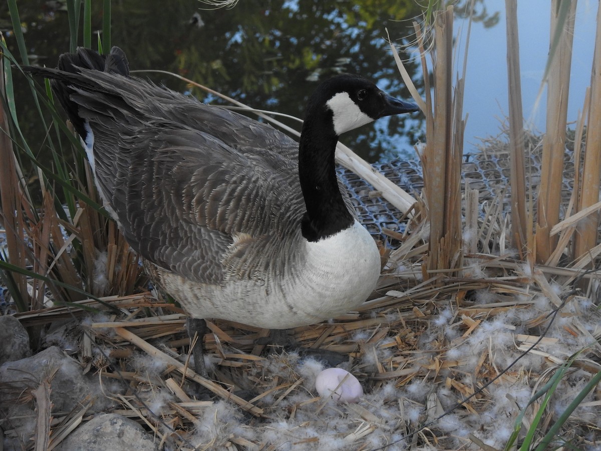 Canada Goose - ML644125049