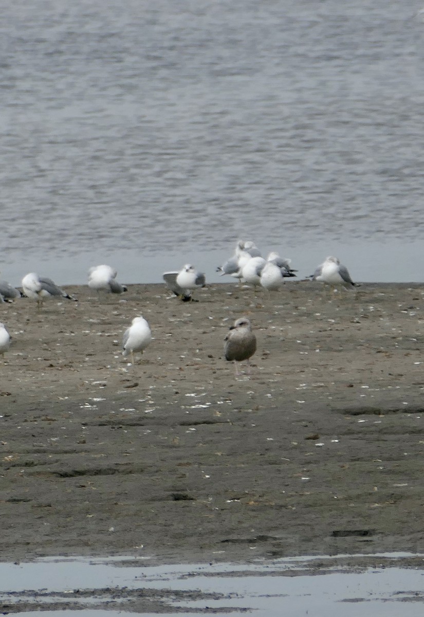 Ring-billed Gull - ML644125060