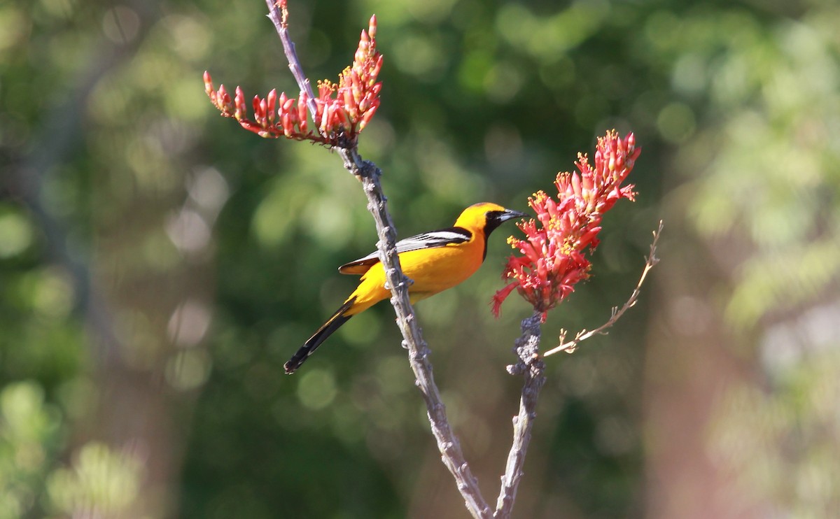 Hooded Oriole - ML644125061