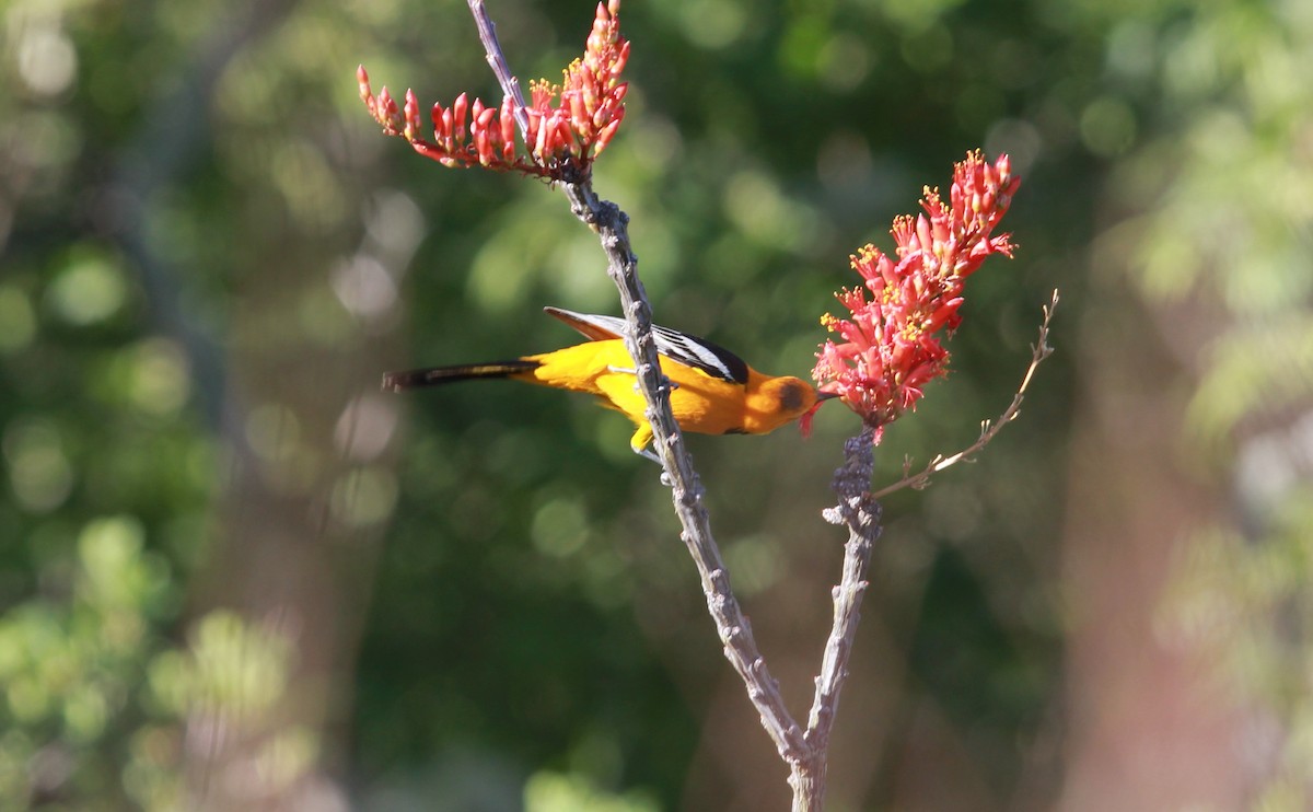 Hooded Oriole - ML644125062