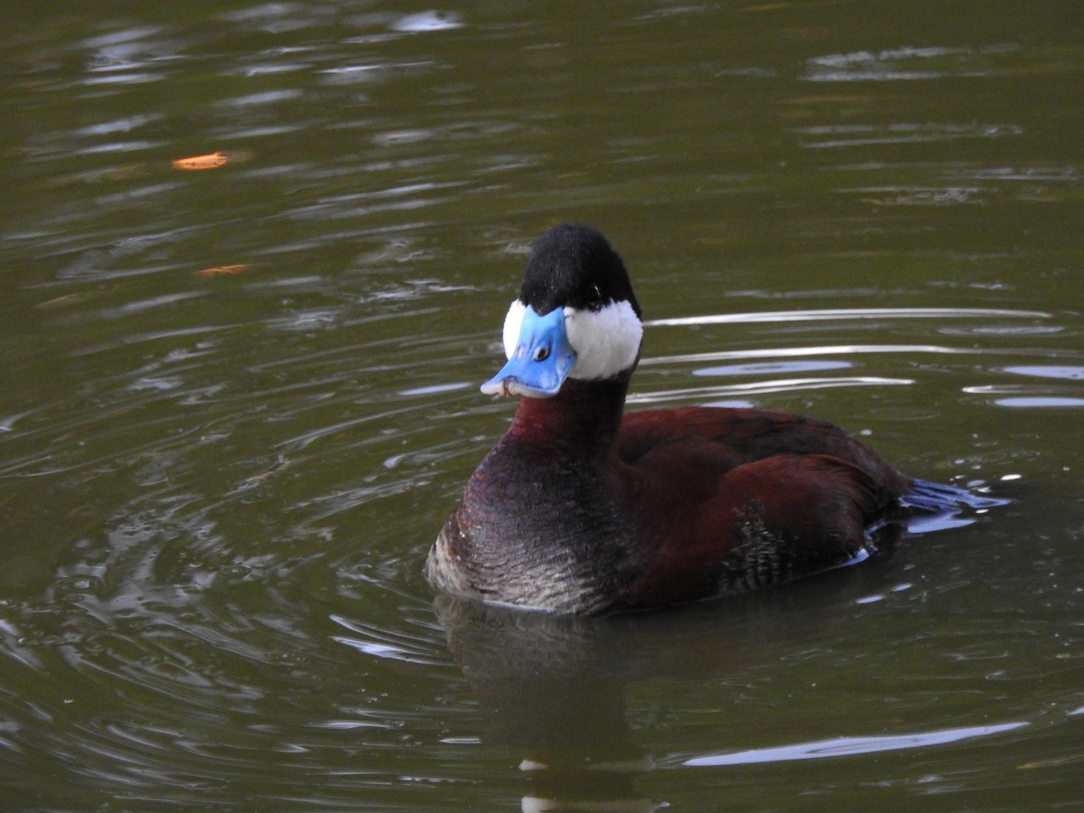 Ruddy Duck - ML644125063