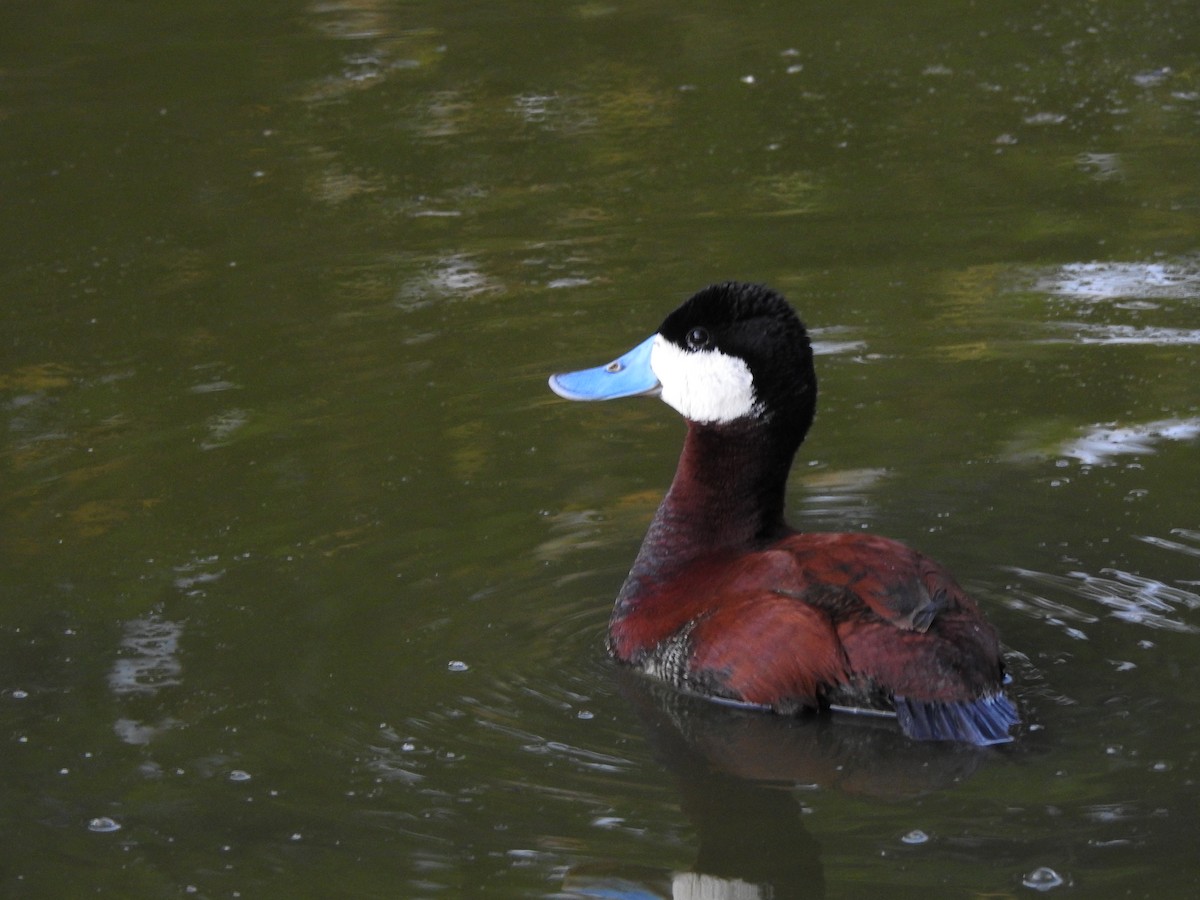 Ruddy Duck - ML644125064