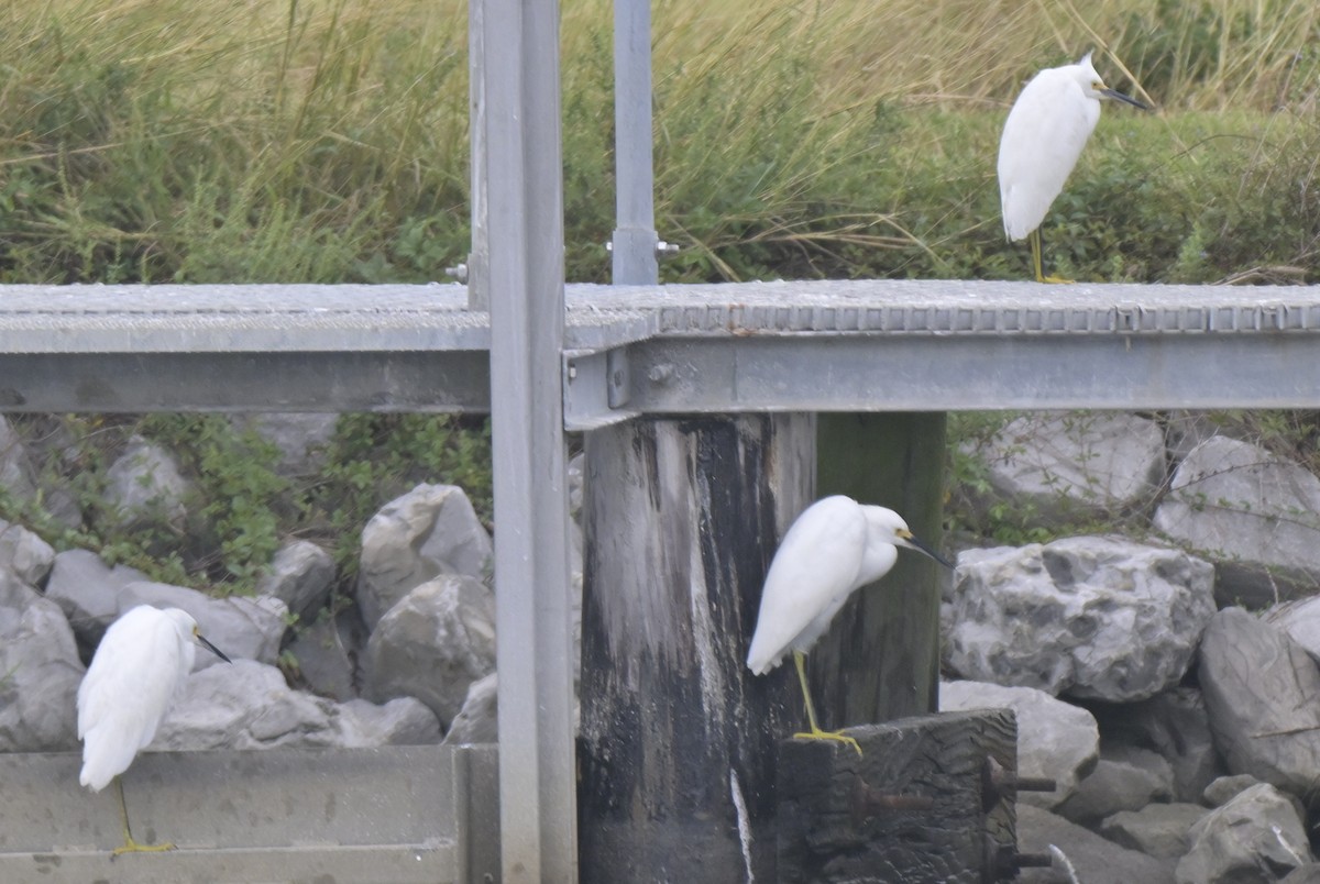 Snowy Egret - ML644125068