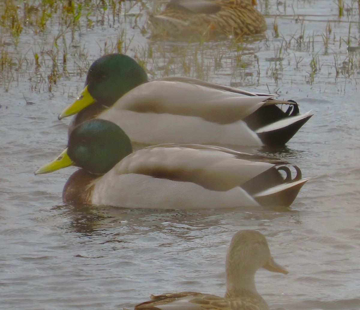 Mallard - ML644125071