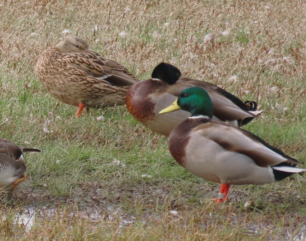 Mallard - ML644125072