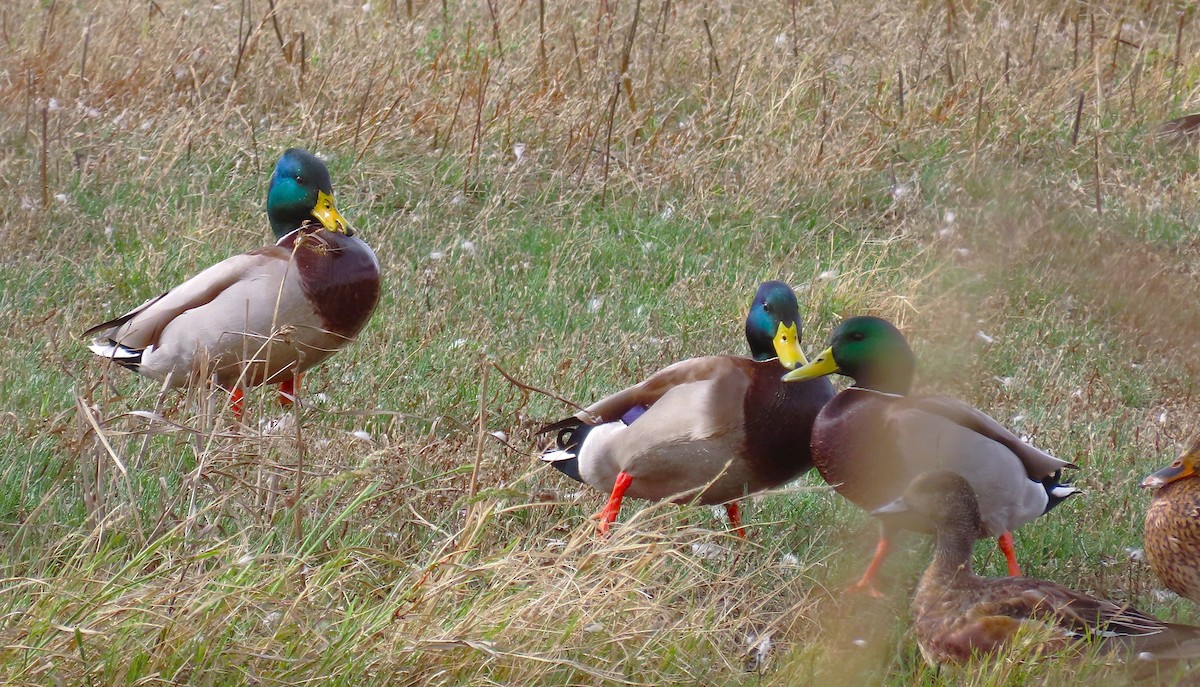 Mallard - ML644125073