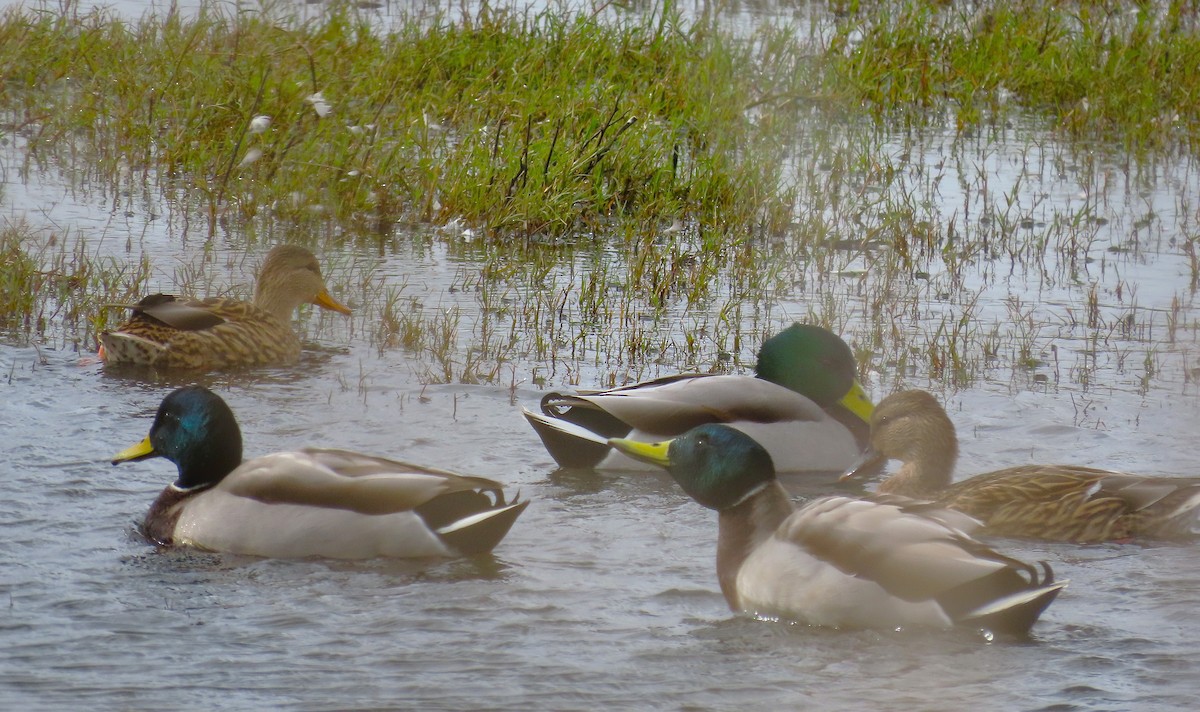 Mallard - ML644125074