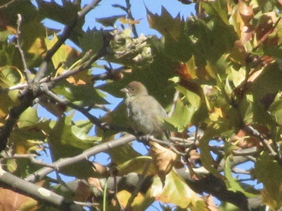 Indigo Bunting - ML644125080