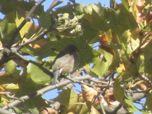 Indigo Bunting - ML644125082