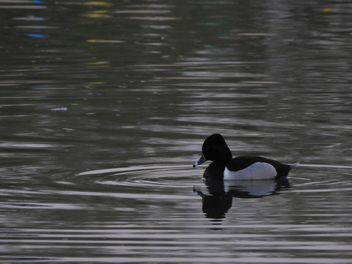 Ring-necked Duck - ML644125085