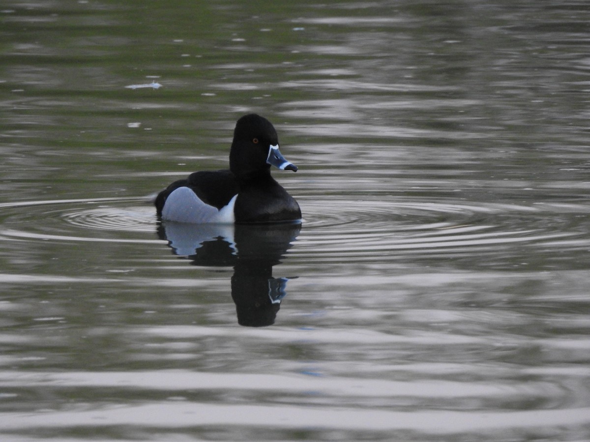 Ring-necked Duck - ML644125086