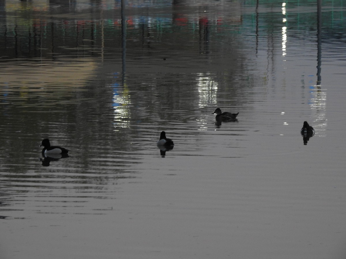 Ring-necked Duck - ML644125087
