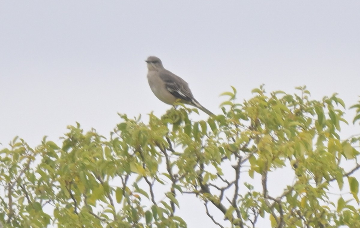 Northern Mockingbird - ML644125094