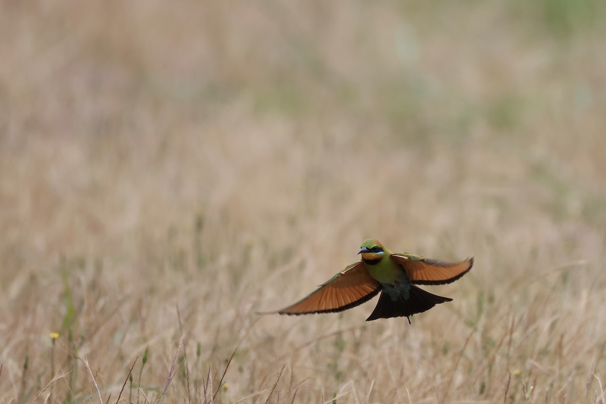 Rainbow Bee-eater - ML644125095