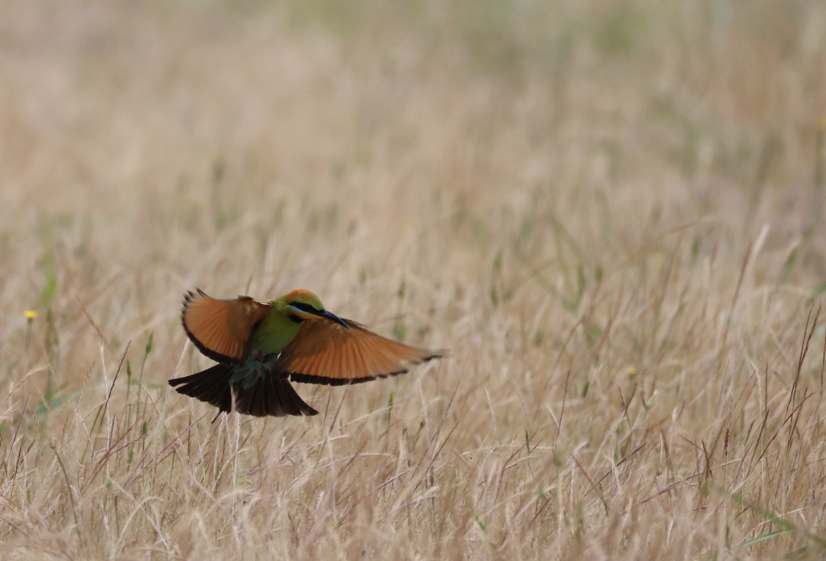 Rainbow Bee-eater - ML644125096