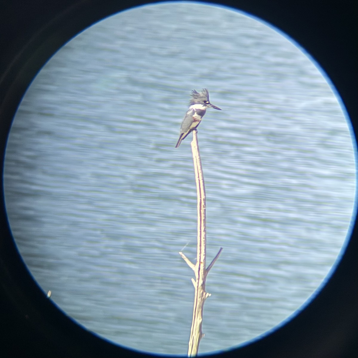 Belted Kingfisher - ML644125098