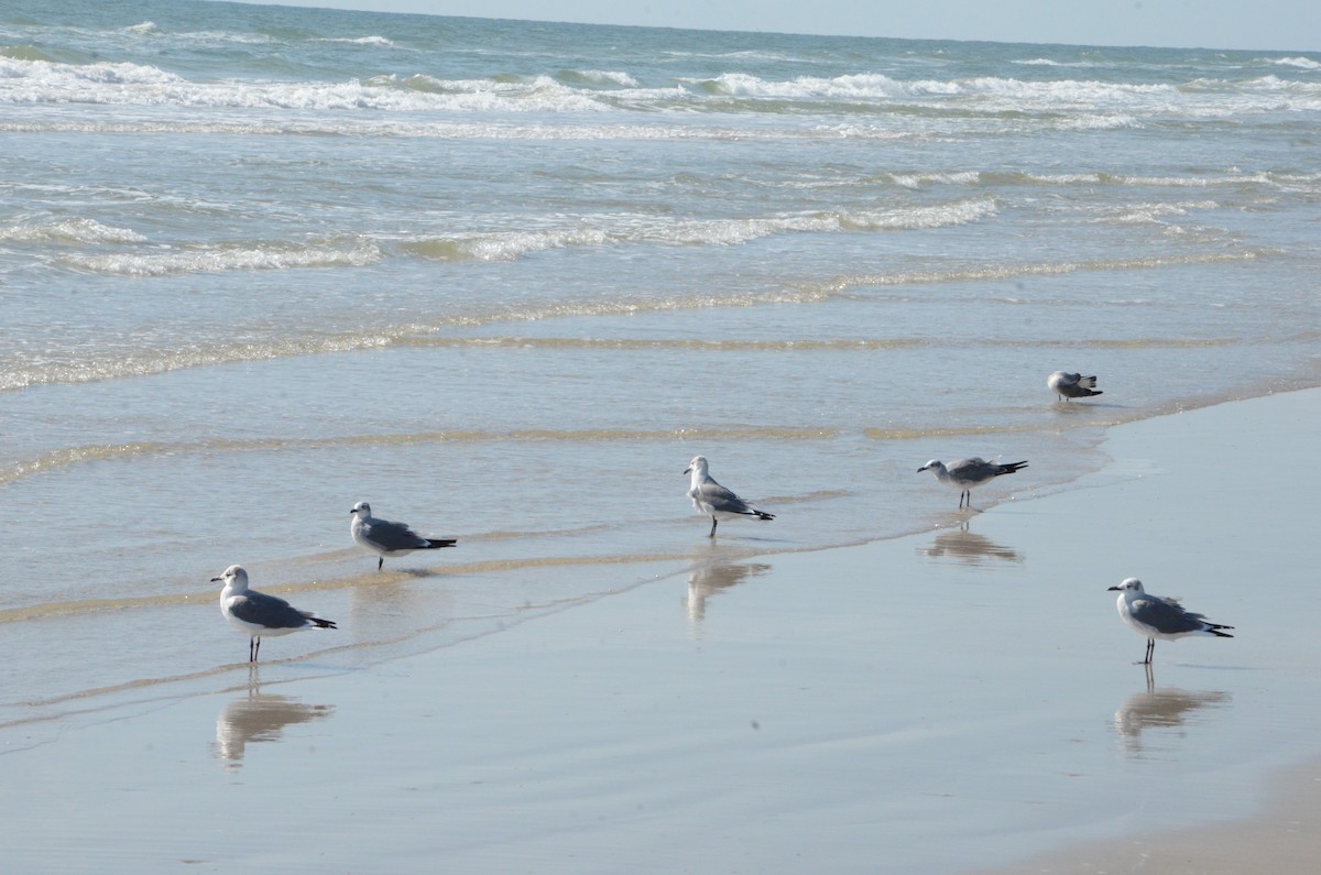 Laughing Gull - ML644125099