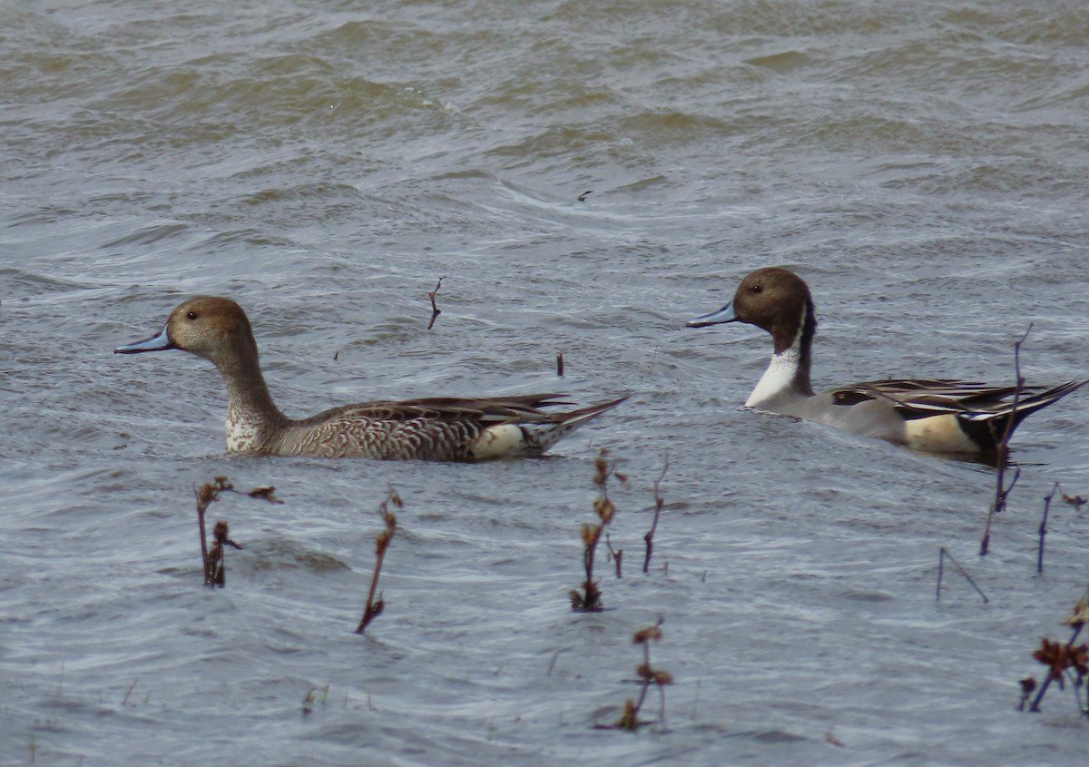 Northern Pintail - ML644125100