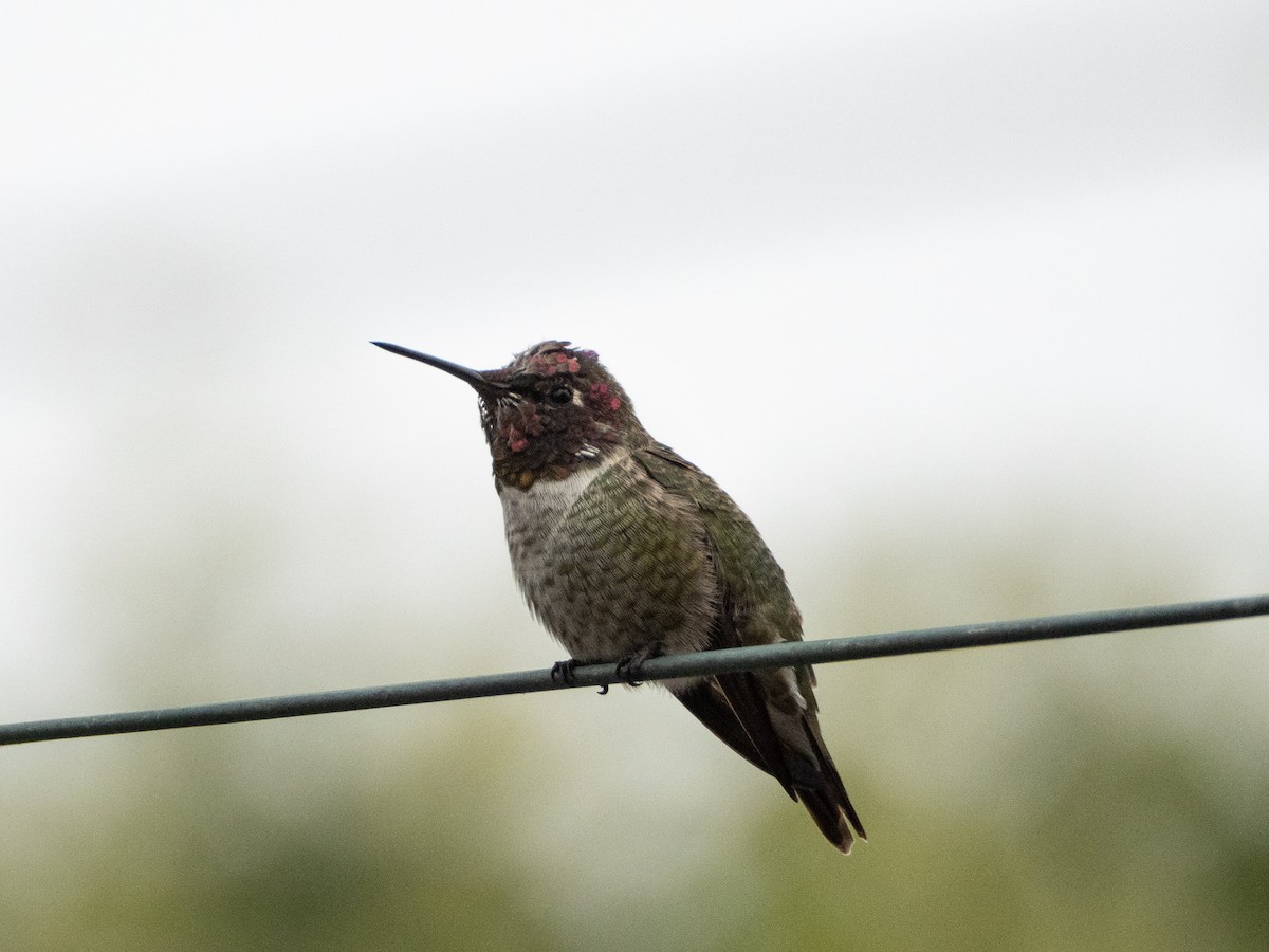 rødmaskekolibri - ML644125101