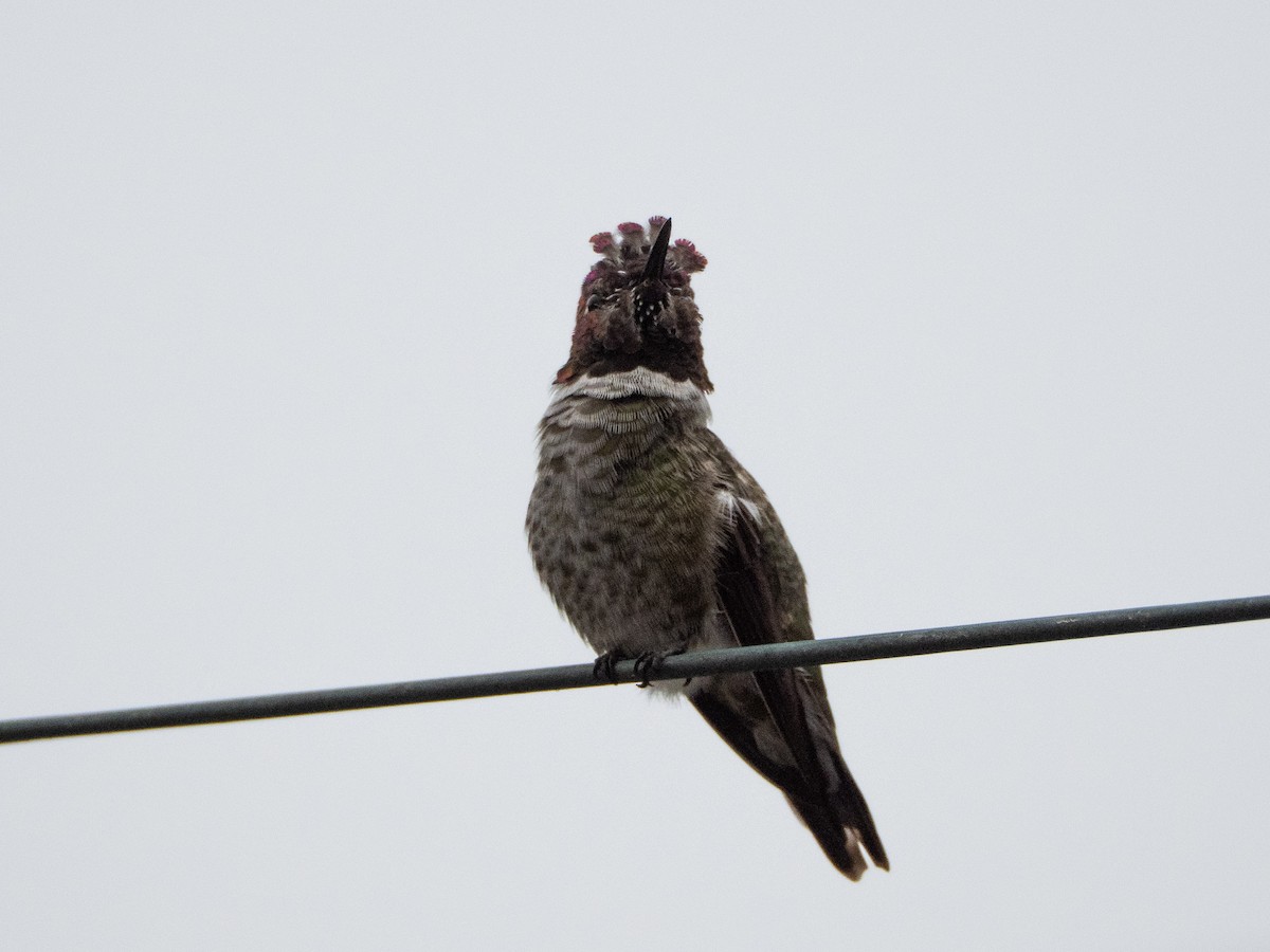 rødmaskekolibri - ML644125102