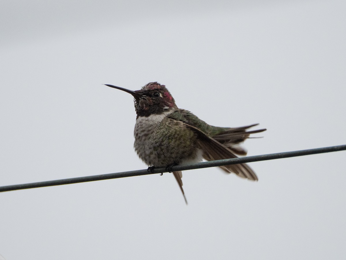 rødmaskekolibri - ML644125103