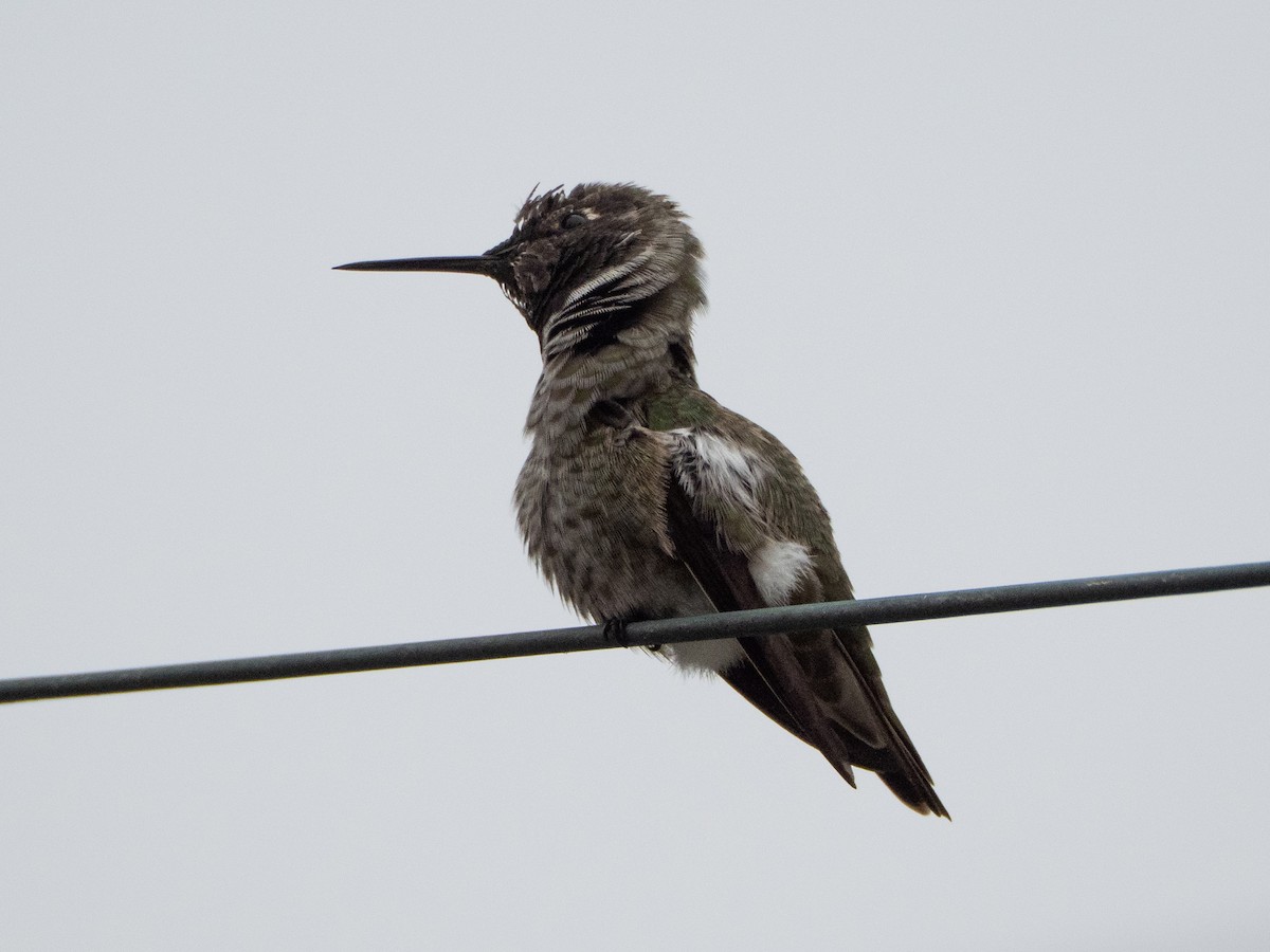 rødmaskekolibri - ML644125104