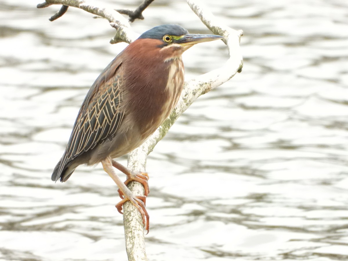 Green Heron - ML644125105