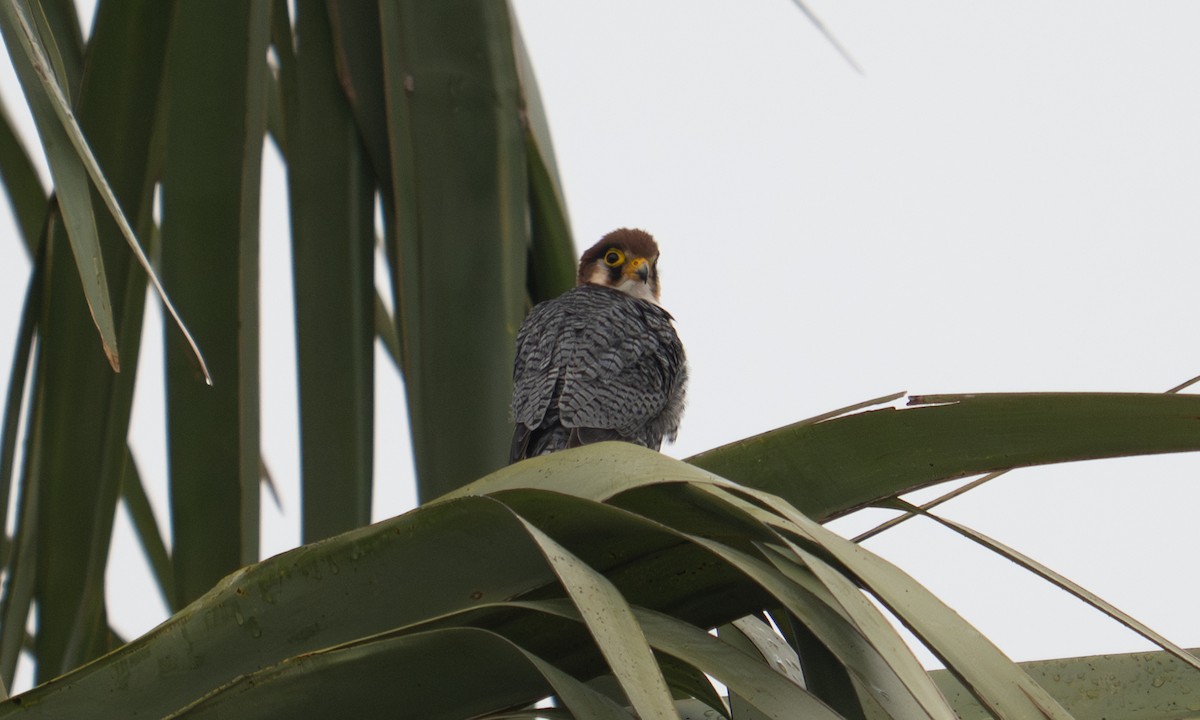 Red-necked Falcon - ML644125112