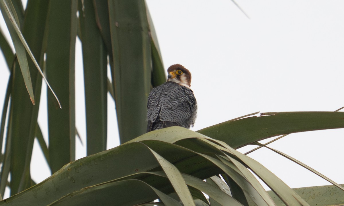 Red-necked Falcon - ML644125113