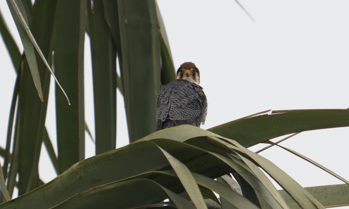 Red-necked Falcon - ML644125114