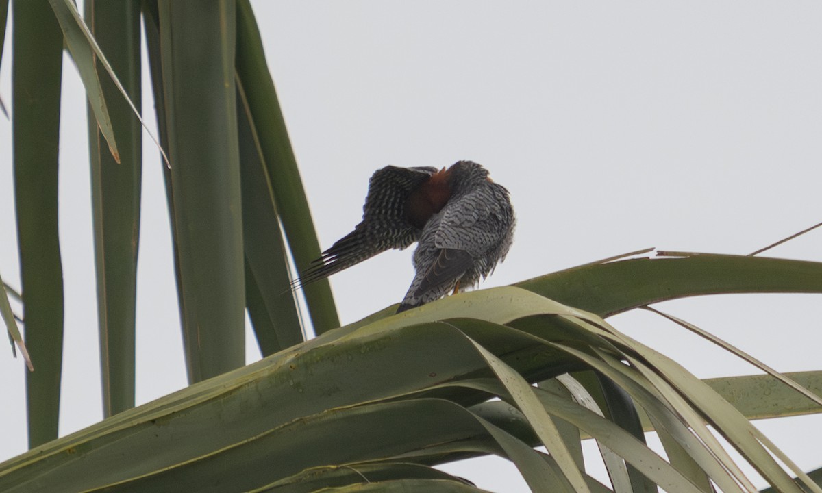 Red-necked Falcon - ML644125115