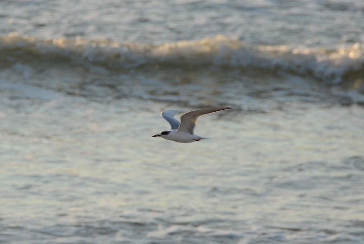 Forster's Tern - ML644125117