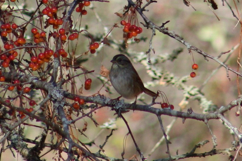 Swamp Sparrow - ML644125120