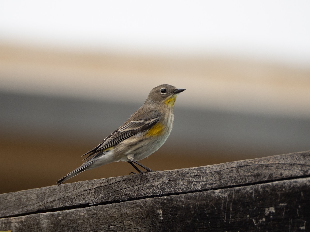 Yellow-rumped Warbler (Audubon's) - ML644125122