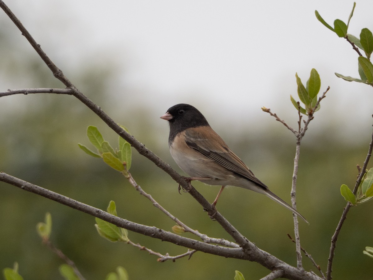 Dark-eyed Junco (Oregon) - ML644125125