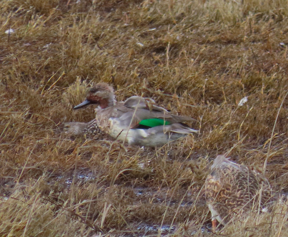 Green-winged Teal - ML644125133