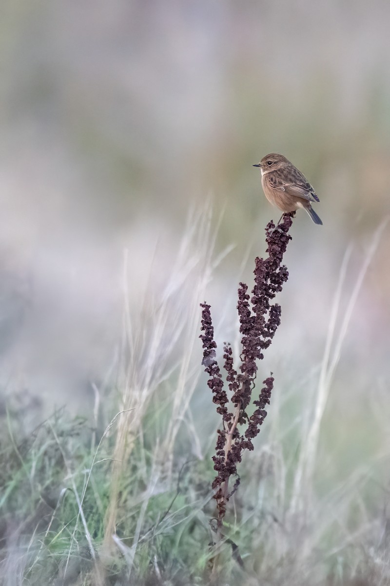 European Stonechat - ML644125137