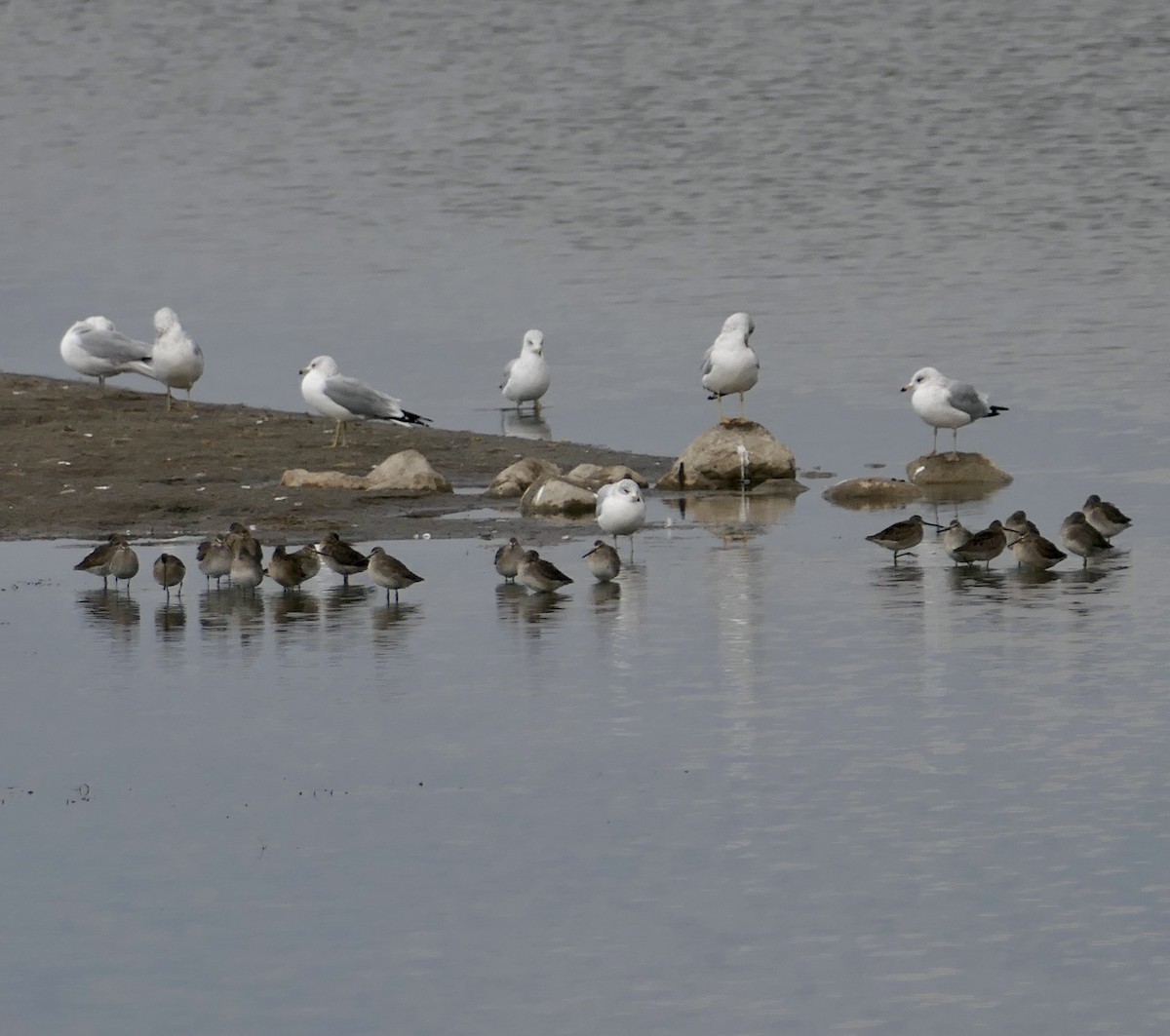langnebbekkasinsnipe - ML644125139