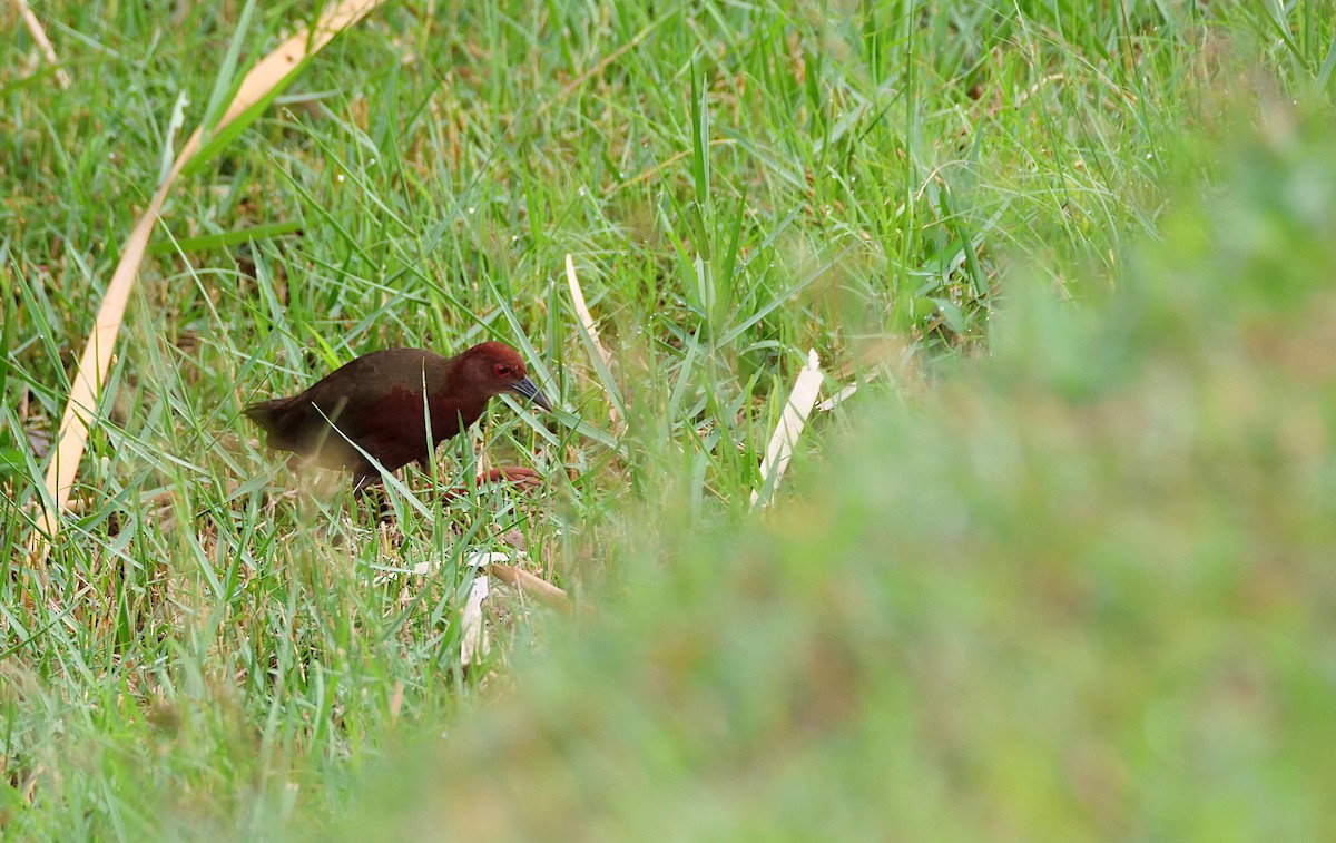 Ruddy-breasted Crake - ML644125143