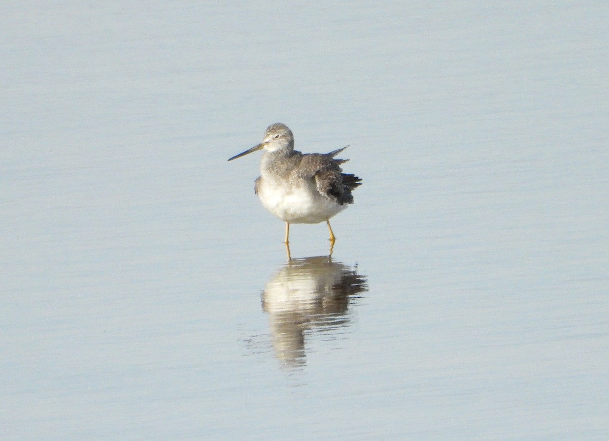 Greater Yellowlegs - ML644125162