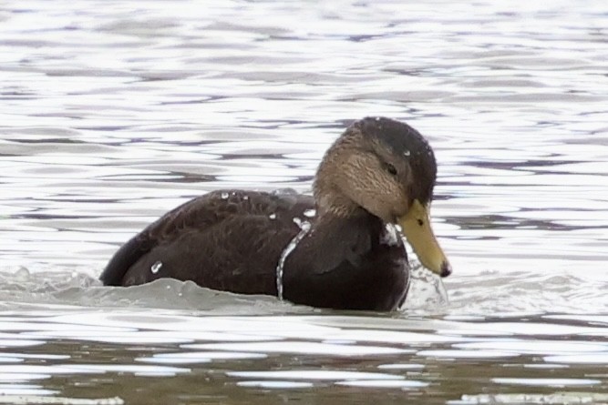 American Black Duck - ML644125166