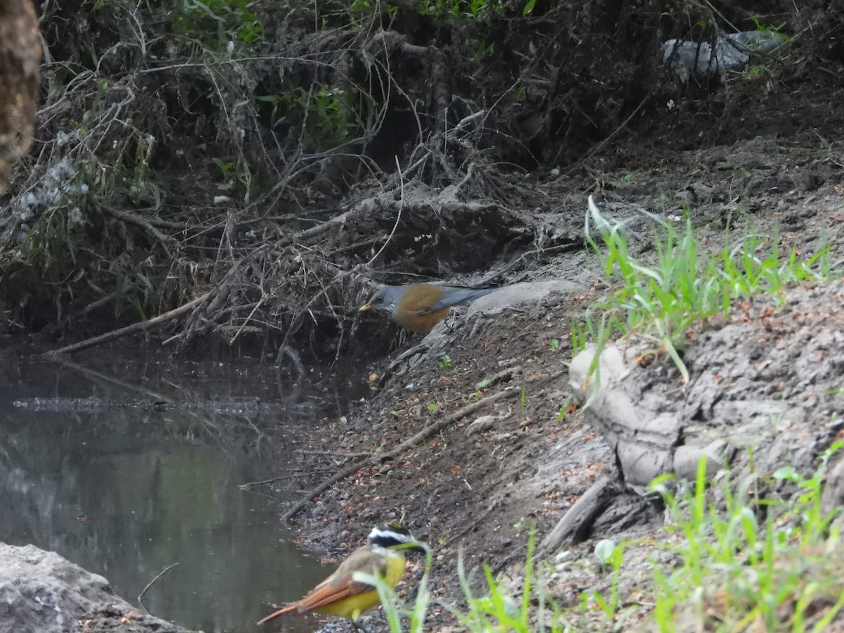 Rufous-backed Robin - ML644125177